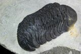 Austerops Trilobite - Nice Eye Facets #127181-5